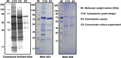 Extracellular vesicles derived from Talaromyces marneffei contain immunogenic compounds and modulate THP-1 macrophage responses